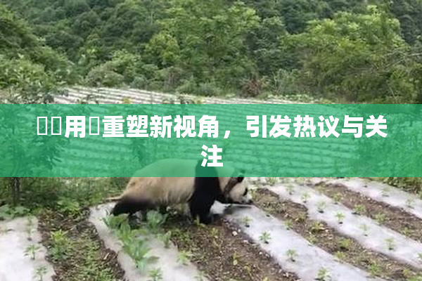 妺妺用夾重塑新视角，引发热议与关注