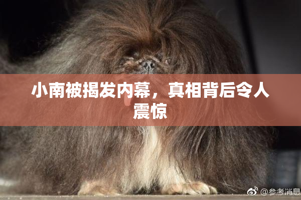 小南被揭发内幕，真相背后令人震惊