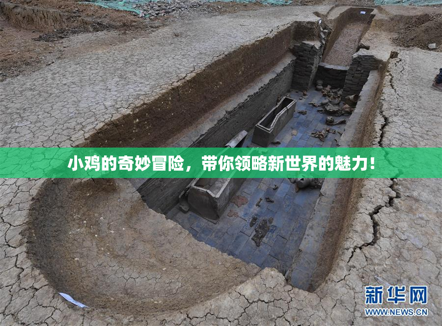 小鸡的奇妙冒险，带你领略新世界的魅力！