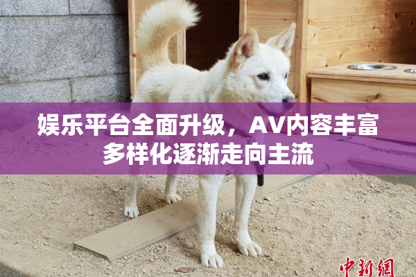 娱乐平台全面升级，AV内容丰富多样化逐渐走向主流