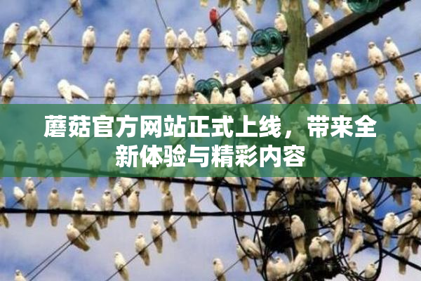 蘑菇官方网站正式上线，带来全新体验与精彩内容