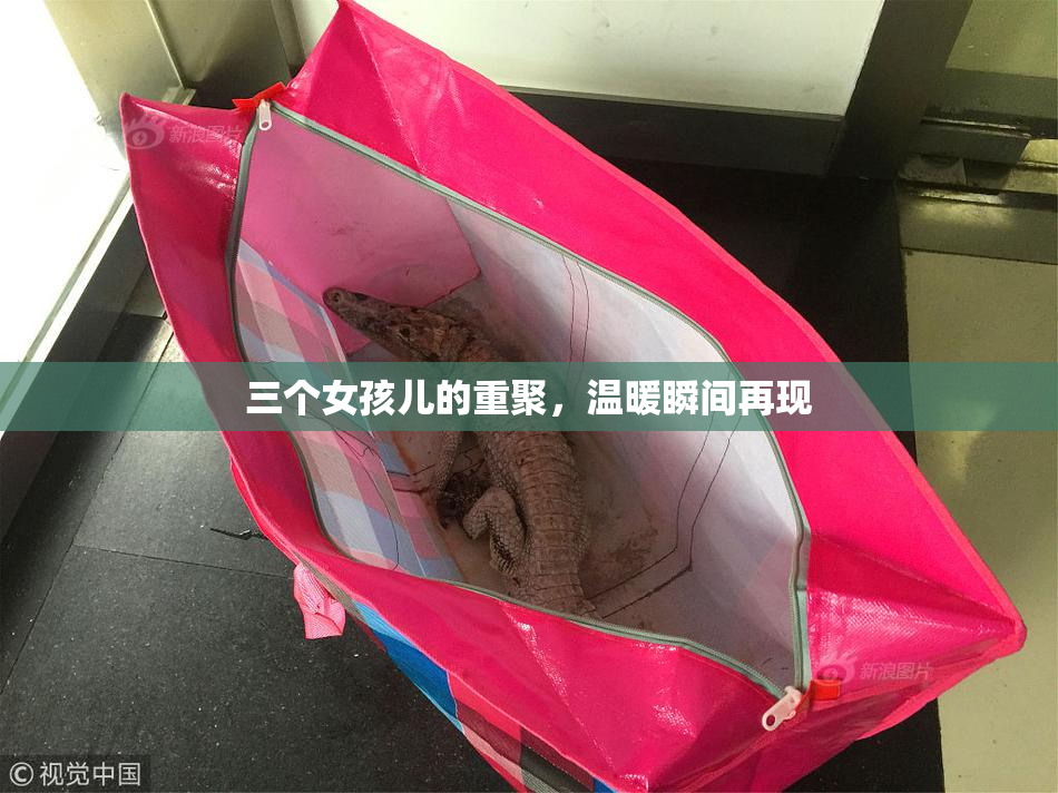 三个女孩儿的重聚，温暖瞬间再现