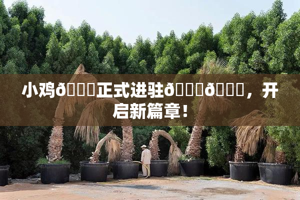 小鸡🐔正式进驻🍑🔞，开启新篇章！