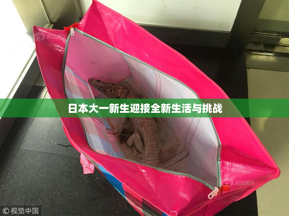 日本大一新生迎接全新生活与挑战