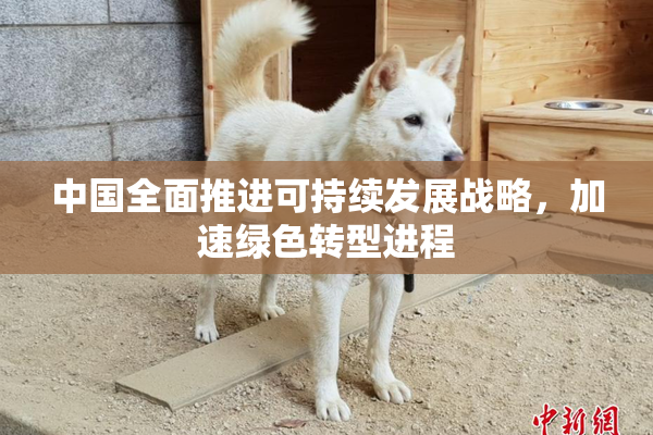 中国全面推进可持续发展战略，加速绿色转型进程