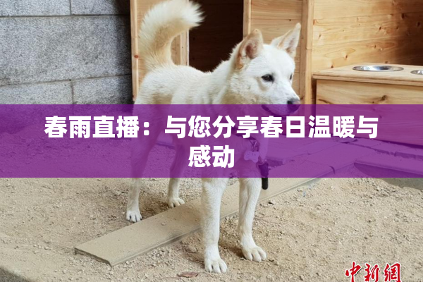 春雨直播：与您分享春日温暖与感动