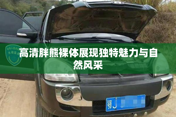 高清胖熊裸体展现独特魅力与自然风采