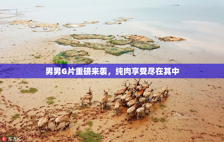 男男G片重磅来袭，纯肉享受尽在其中