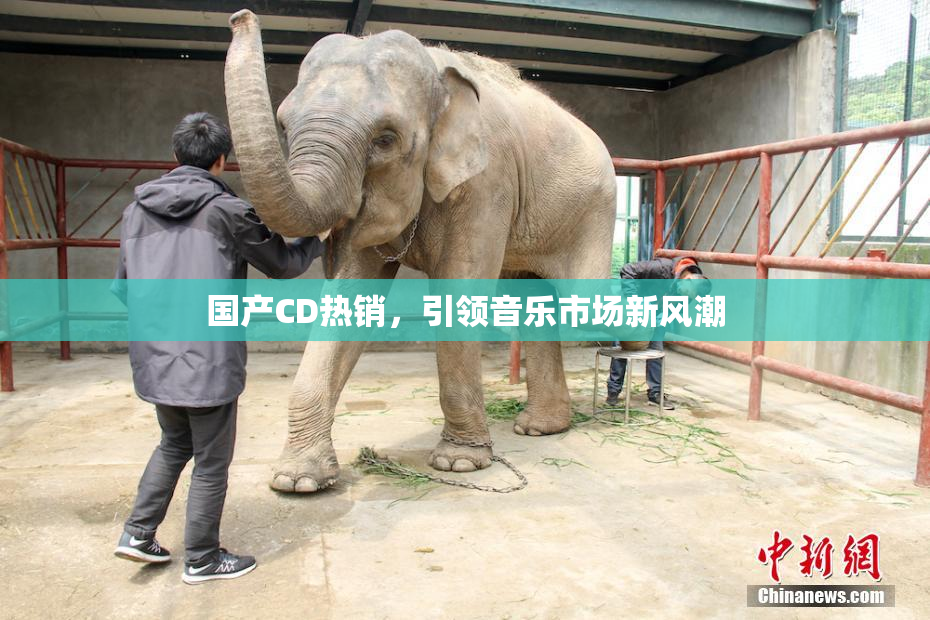 国产CD热销，引领音乐市场新风潮