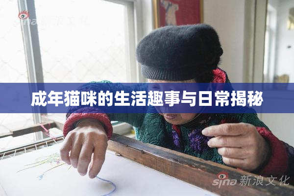 成年猫咪的生活趣事与日常揭秘