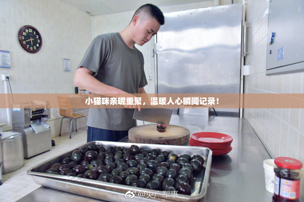 小猫咪亲昵重聚，温暖人心瞬间记录！
