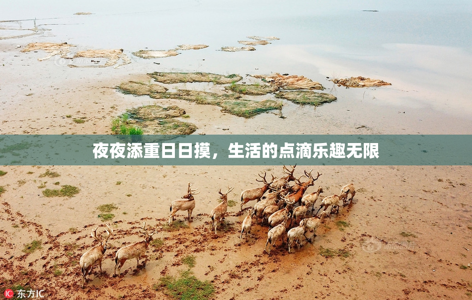 夜夜添重日日摸，生活的点滴乐趣无限