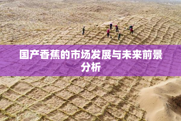 国产香蕉的市场发展与未来前景分析