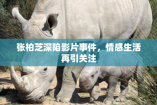 张柏芝深陷影片事件，情感生活再引关注