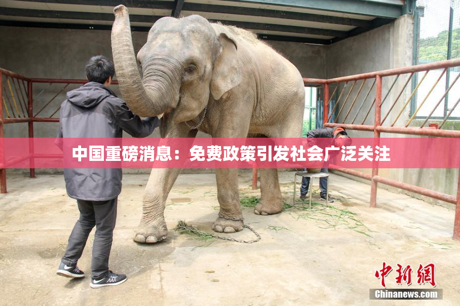 中国重磅消息：免费政策引发社会广泛关注