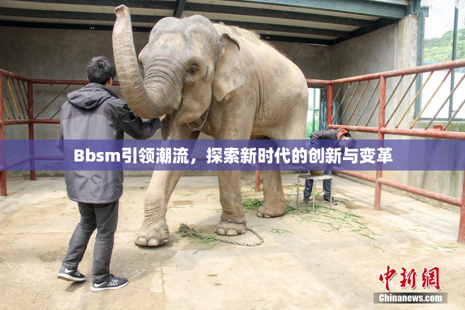 Bbsm引领潮流，探索新时代的创新与变革