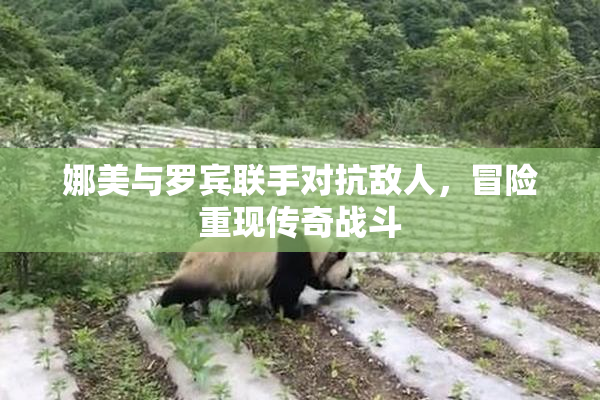 娜美与罗宾联手对抗敌人，冒险重现传奇战斗