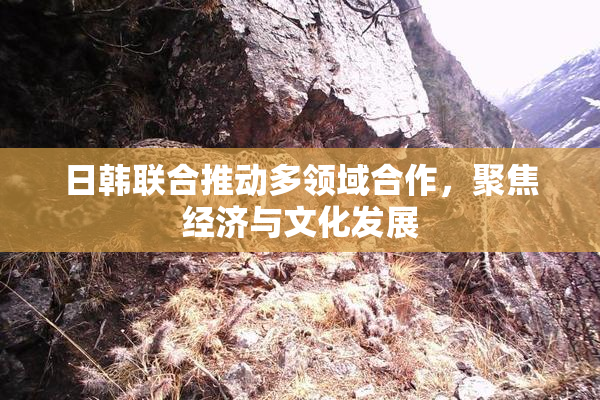 日韩联合推动多领域合作，聚焦经济与文化发展