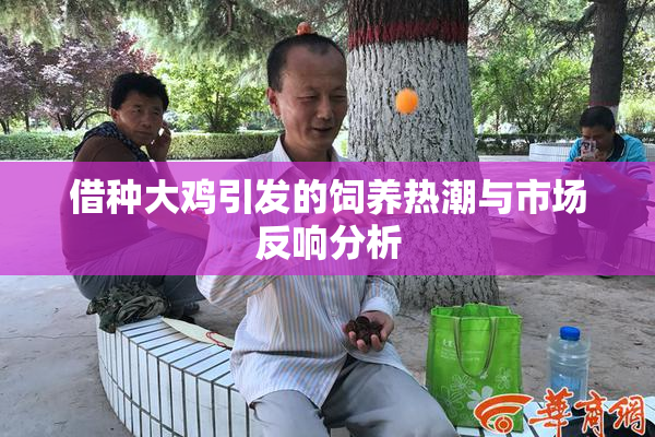 借种大鸡引发的饲养热潮与市场反响分析
