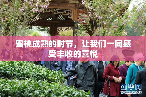 蜜桃成熟的时节，让我们一同感受丰收的喜悦