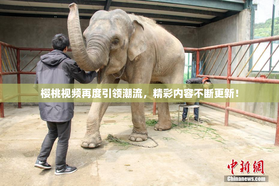 樱桃视频再度引领潮流，精彩内容不断更新！