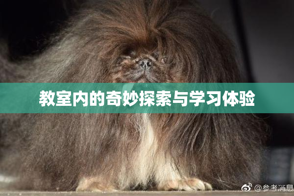 教室内的奇妙探索与学习体验