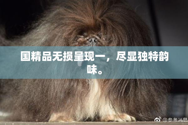 国精品无损呈现一，尽显独特韵味。