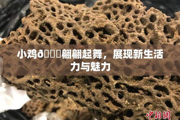 小鸡🐔翩翩起舞，展现新生活力与魅力