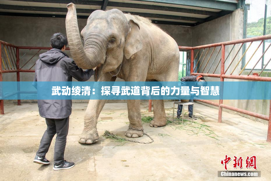 武动绫清：探寻武道背后的力量与智慧