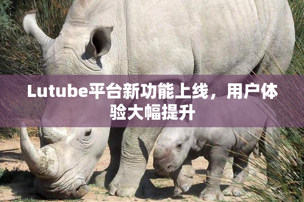 Lutube平台新功能上线，用户体验大幅提升