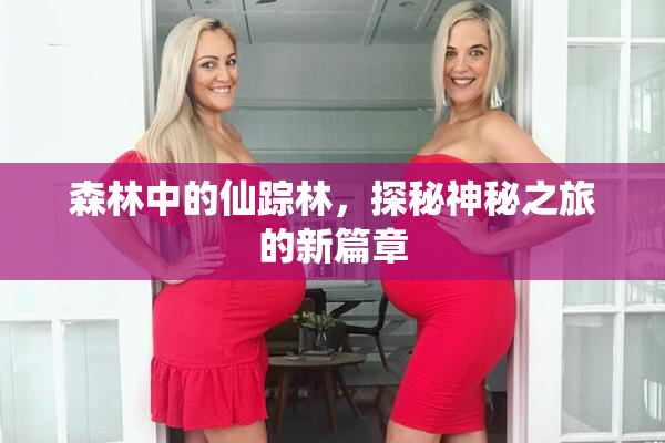 森林中的仙踪林，探秘神秘之旅的新篇章