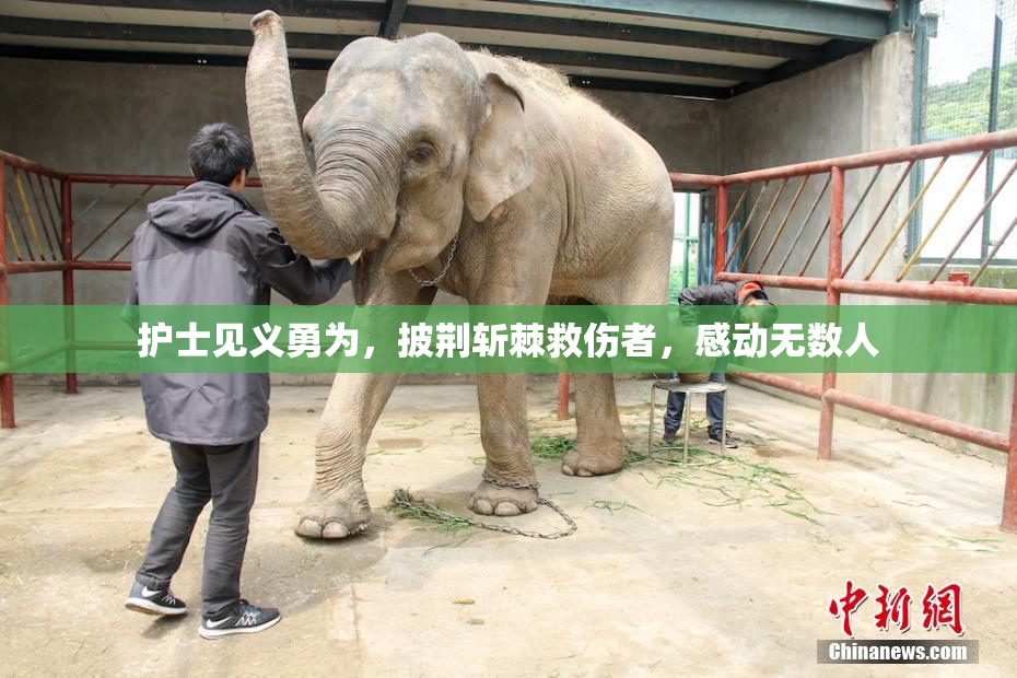 护士见义勇为，披荆斩棘救伤者，感动无数人
