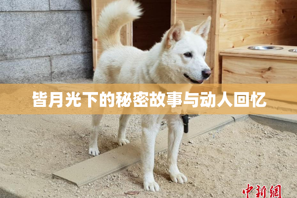 皆月光下的秘密故事与动人回忆