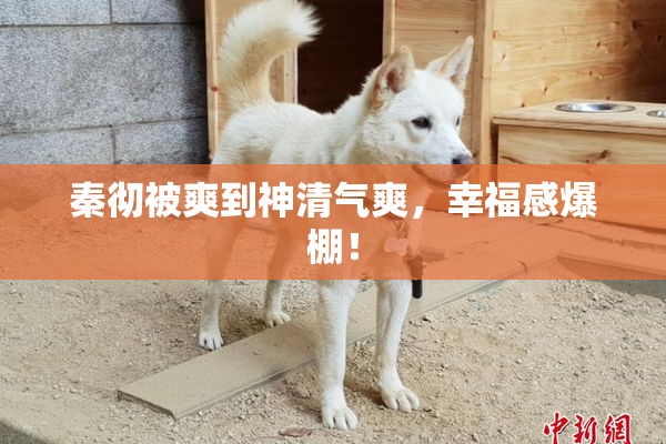 秦彻被爽到神清气爽，幸福感爆棚！