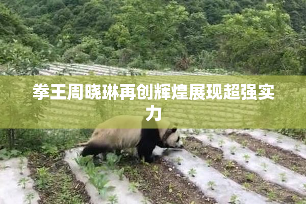 拳王周晓琳再创辉煌展现超强实力