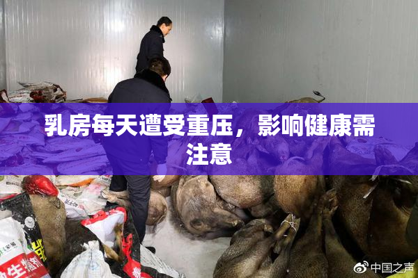 乳房每天遭受重压，影响健康需注意