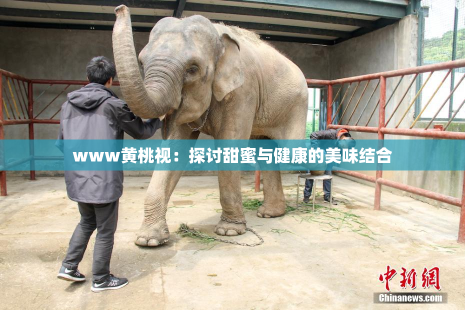 www黄桃视：探讨甜蜜与健康的美味结合