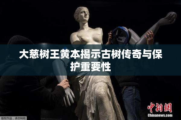大慈树王黄本揭示古树传奇与保护重要性
