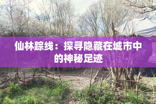 仙林踪线：探寻隐藏在城市中的神秘足迹