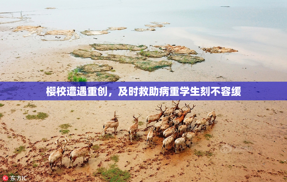 樱校遭遇重创，及时救助病重学生刻不容缓
