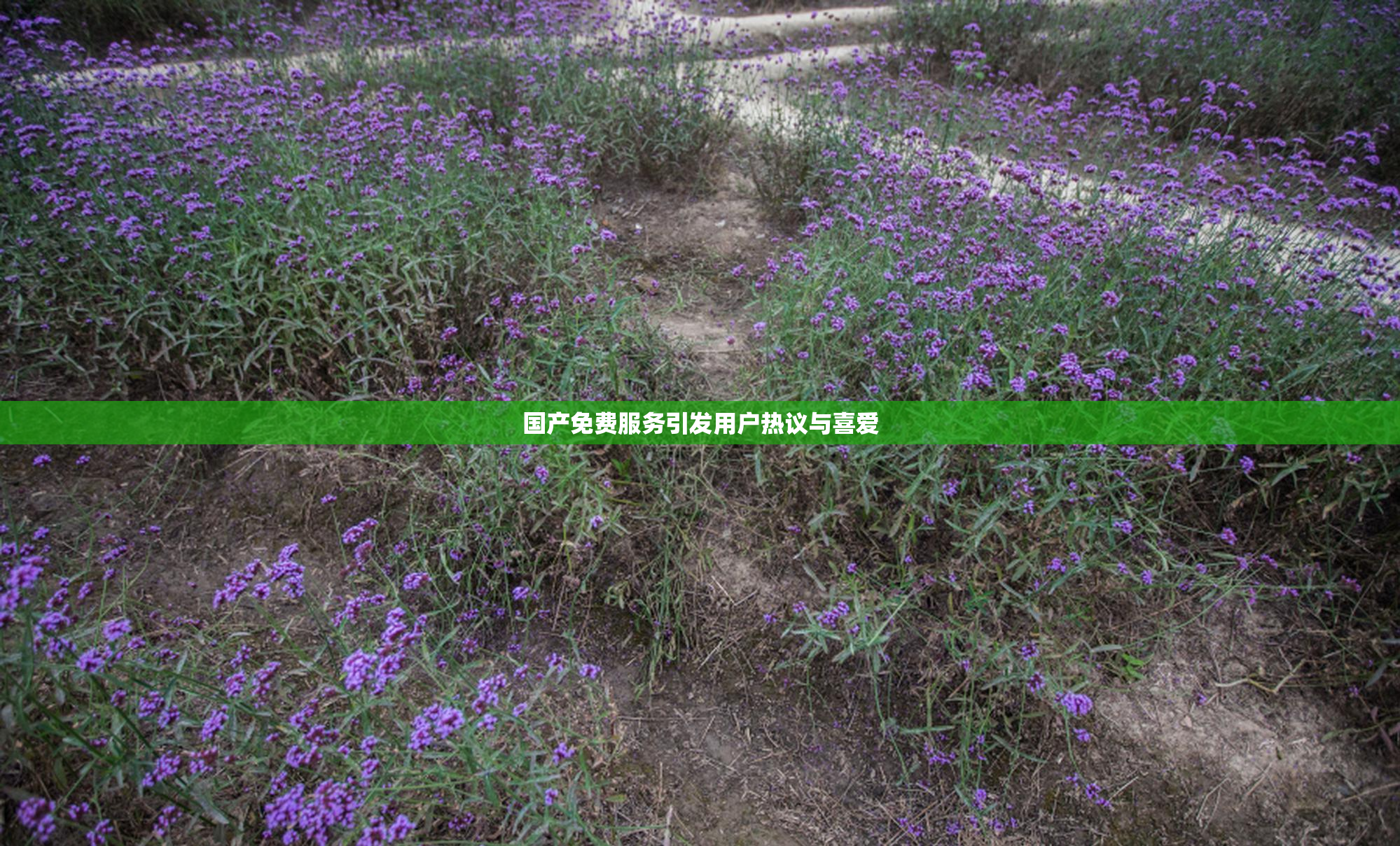 国产免费服务引发用户热议与喜爱
