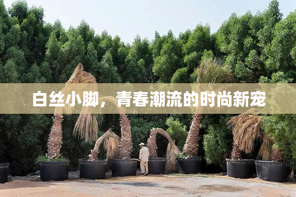 白丝小脚，青春潮流的时尚新宠