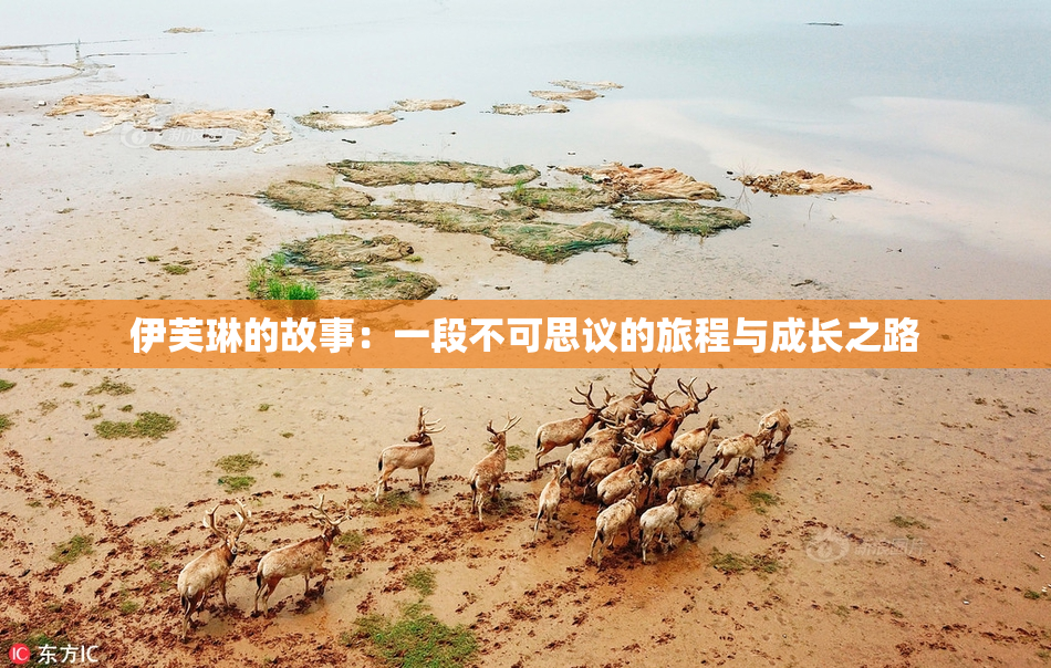 伊芙琳的故事：一段不可思议的旅程与成长之路