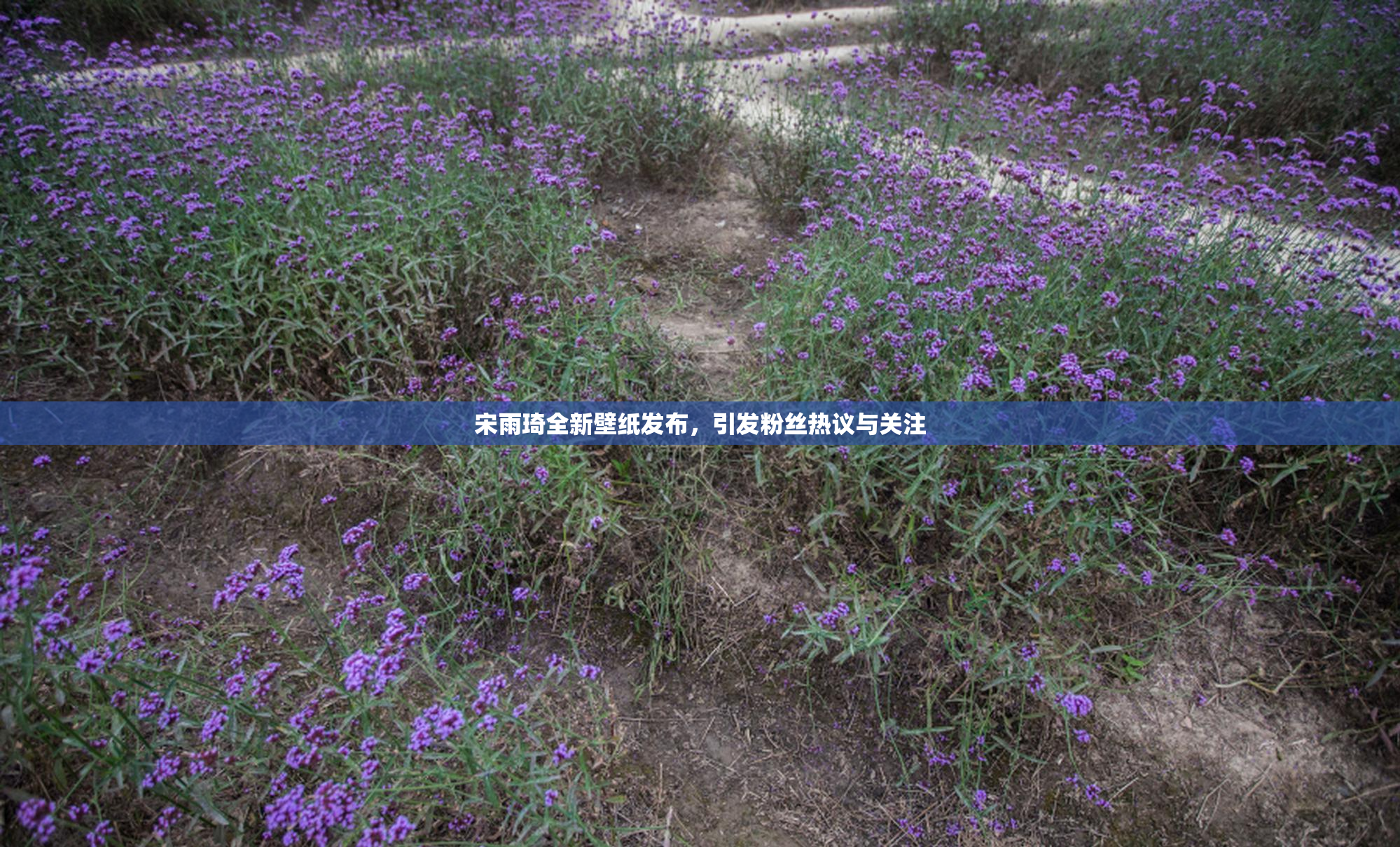 宋雨琦全新壁纸发布，引发粉丝热议与关注