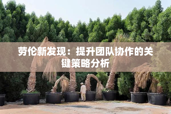 劳伦新发现：提升团队协作的关键策略分析