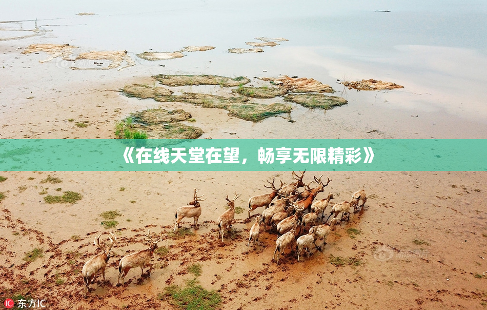 《在线天堂在望，畅享无限精彩》