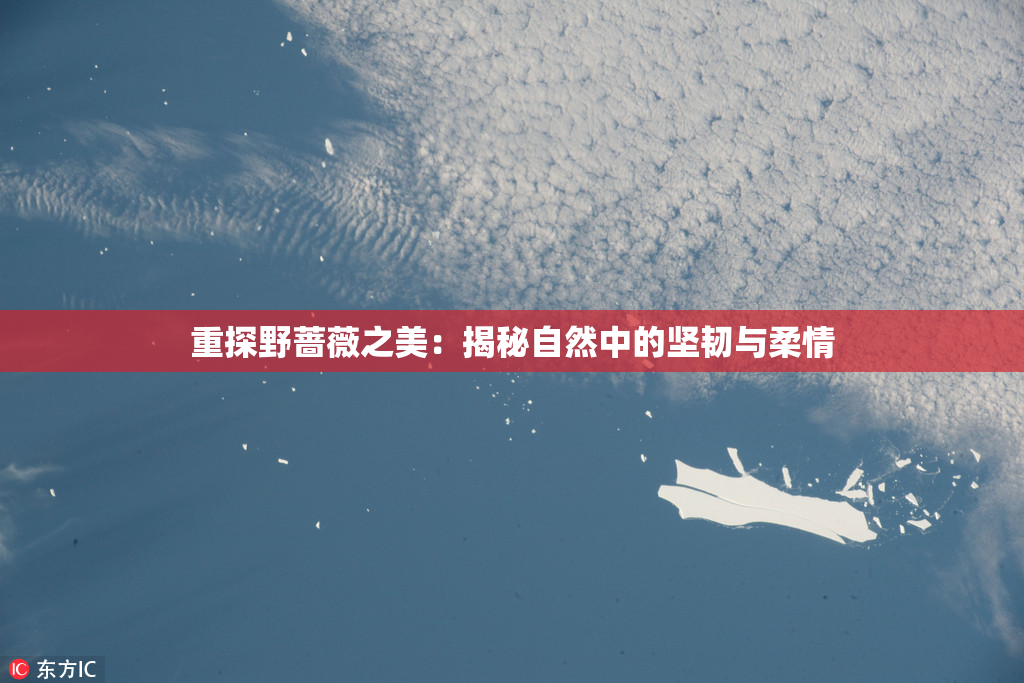 重探野蔷薇之美：揭秘自然中的坚韧与柔情