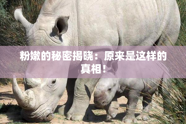 粉嫩的秘密揭晓：原来是这样的真相！