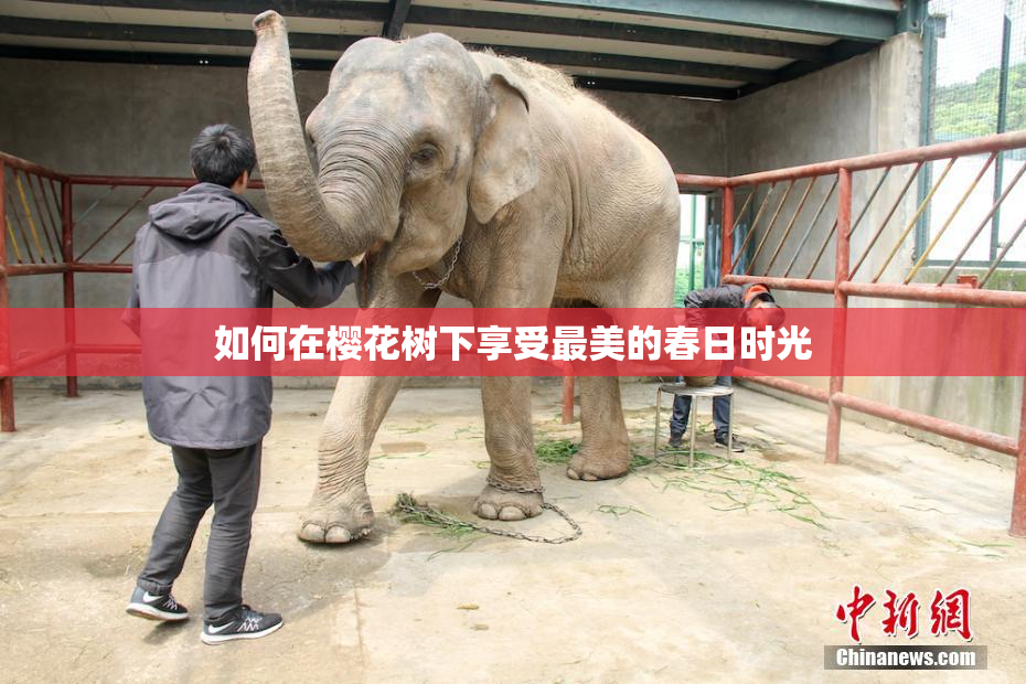 如何在樱花树下享受最美的春日时光