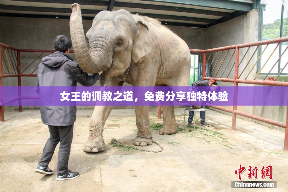 女王的调教之道，免费分享独特体验